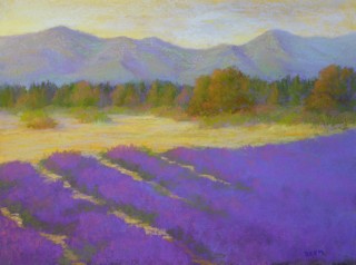 Lavender Fields